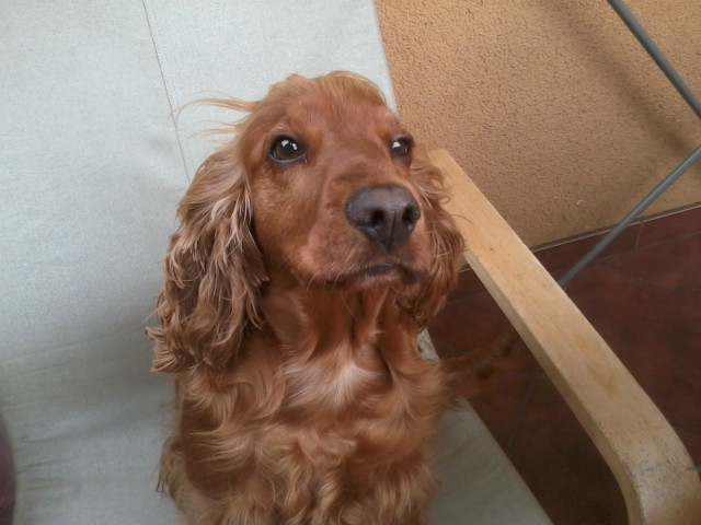 Asta ;***