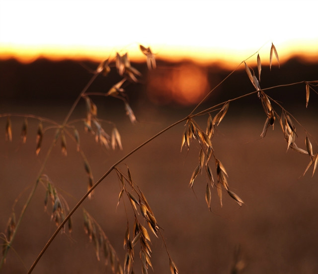 evening III