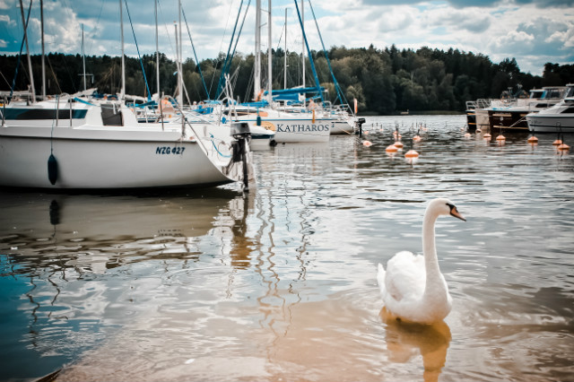 'black' swan