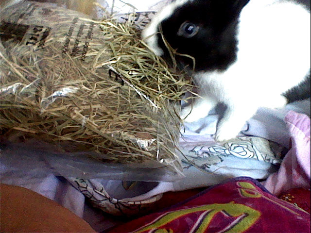 TOOOKA