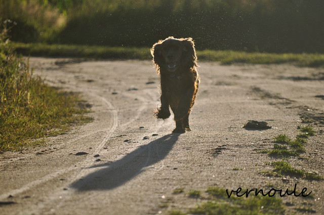 wieczorny spacer.