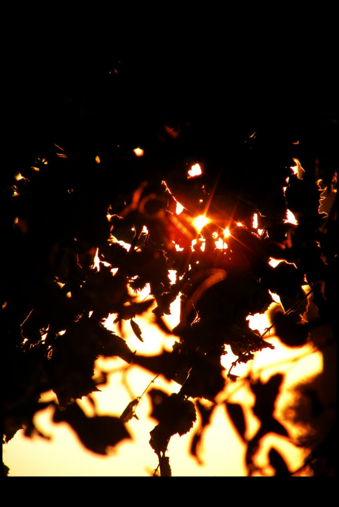 seek and destroy.