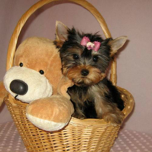 Yorki  . < 3
