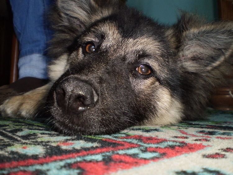 Royyy:)