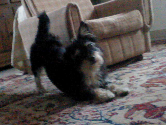My dog