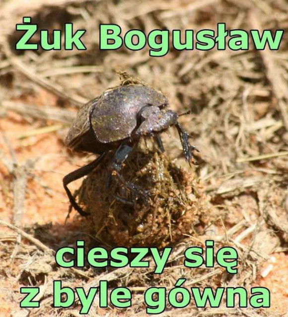 : D