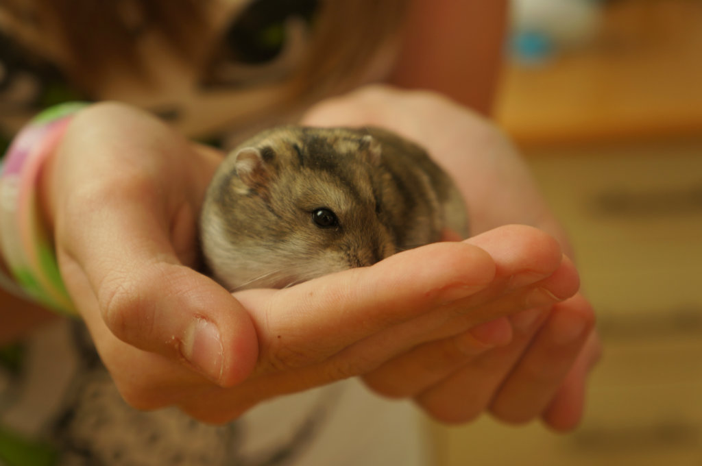Gunio :>
