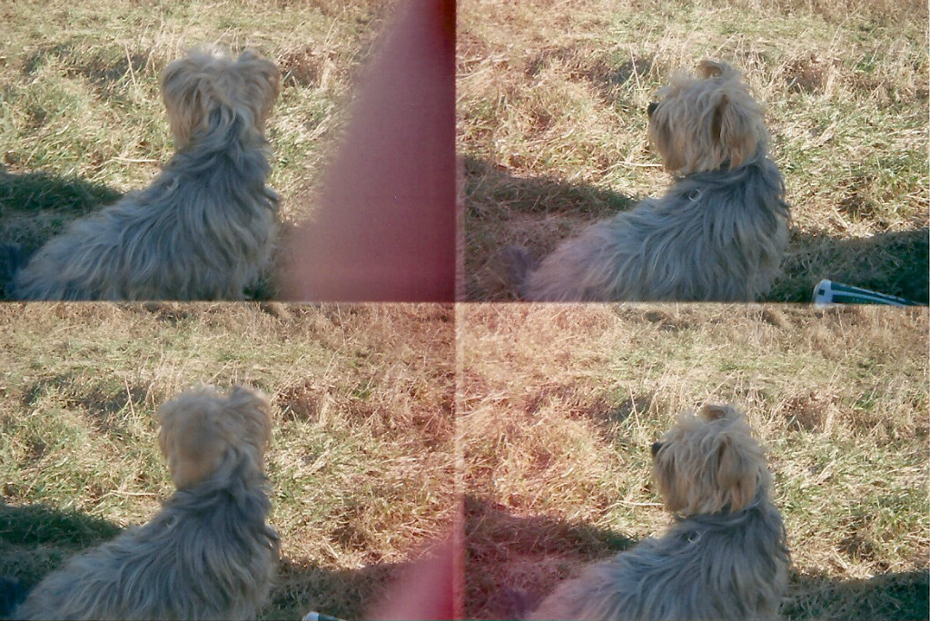 lila