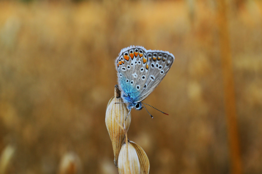 butterfly :) 