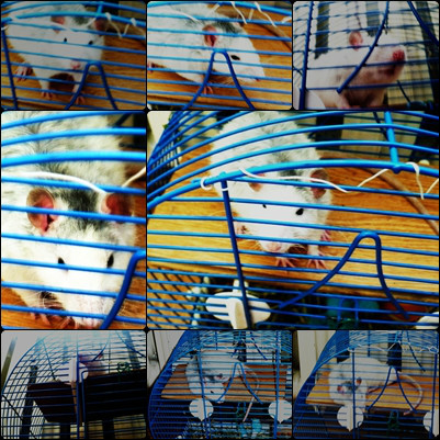 Mj 3 miechowiec : D`