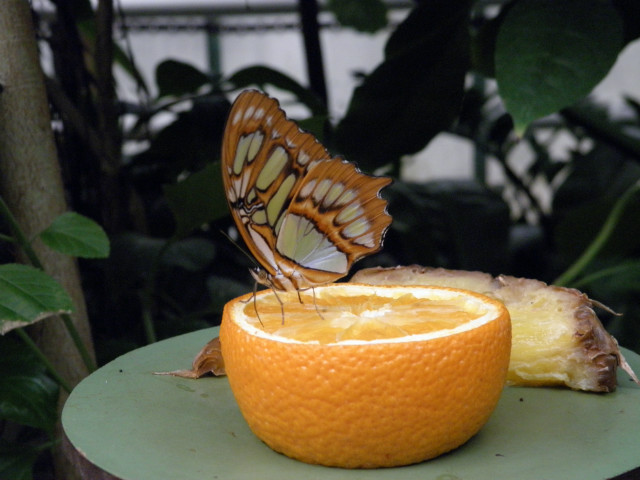 Motyl