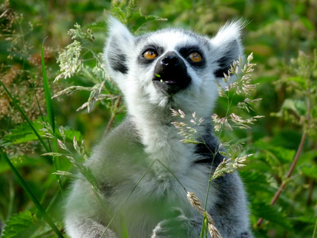LEMUR