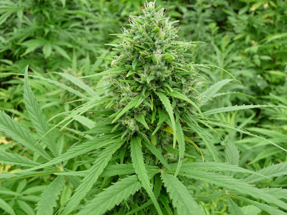 Marihuana - pierwsze palenie