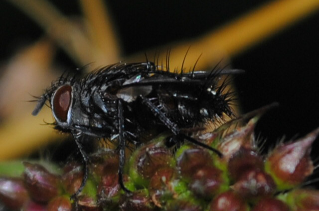 housefly.