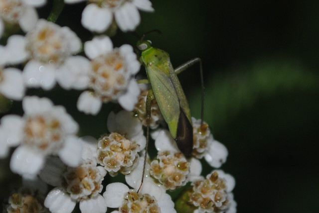 insect. 