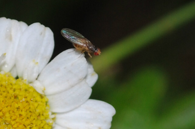 housefly.