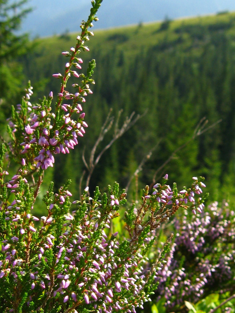 grskie wrzosowiska