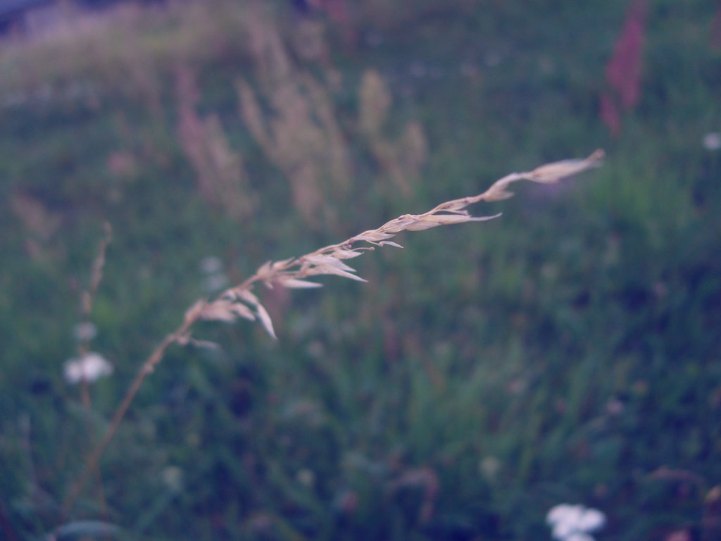trawa 1,