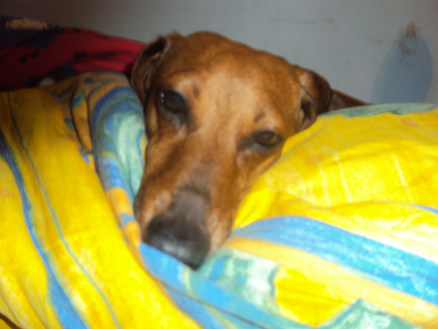 pioch