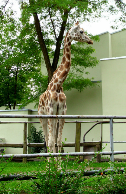 dzkie ZOO!