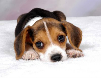 Beagle Puppy