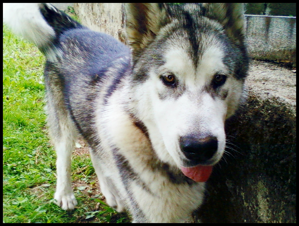 Husky. ; ** 