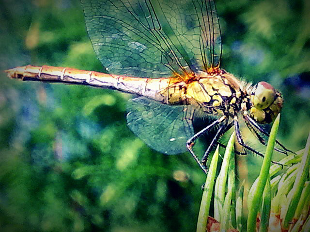dragonfly