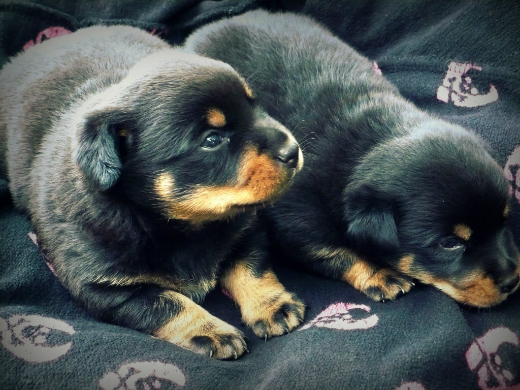 two little dogs:**** 