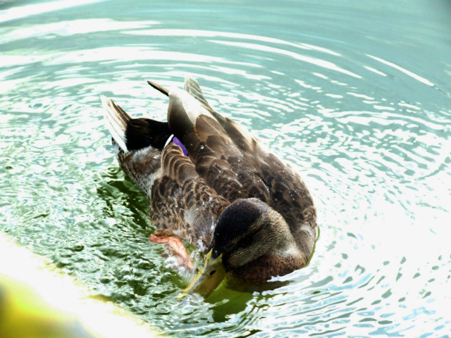 duck...