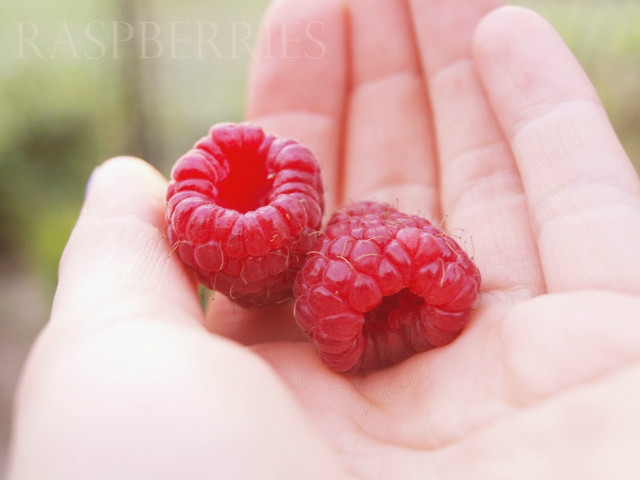 raspberries
