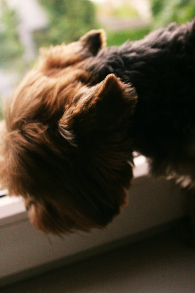 snoopy. 