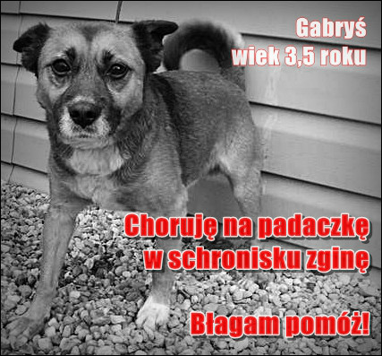 Pilna pomoc dla Gabrysia!