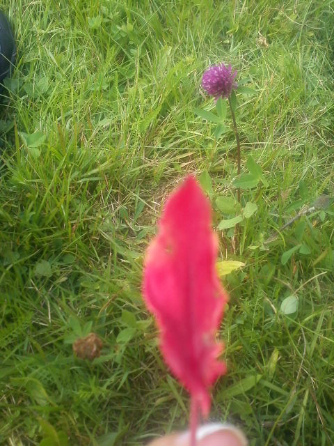 Lissstek . : *