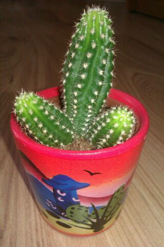 cactus