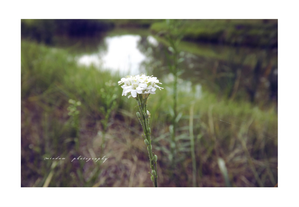 white.