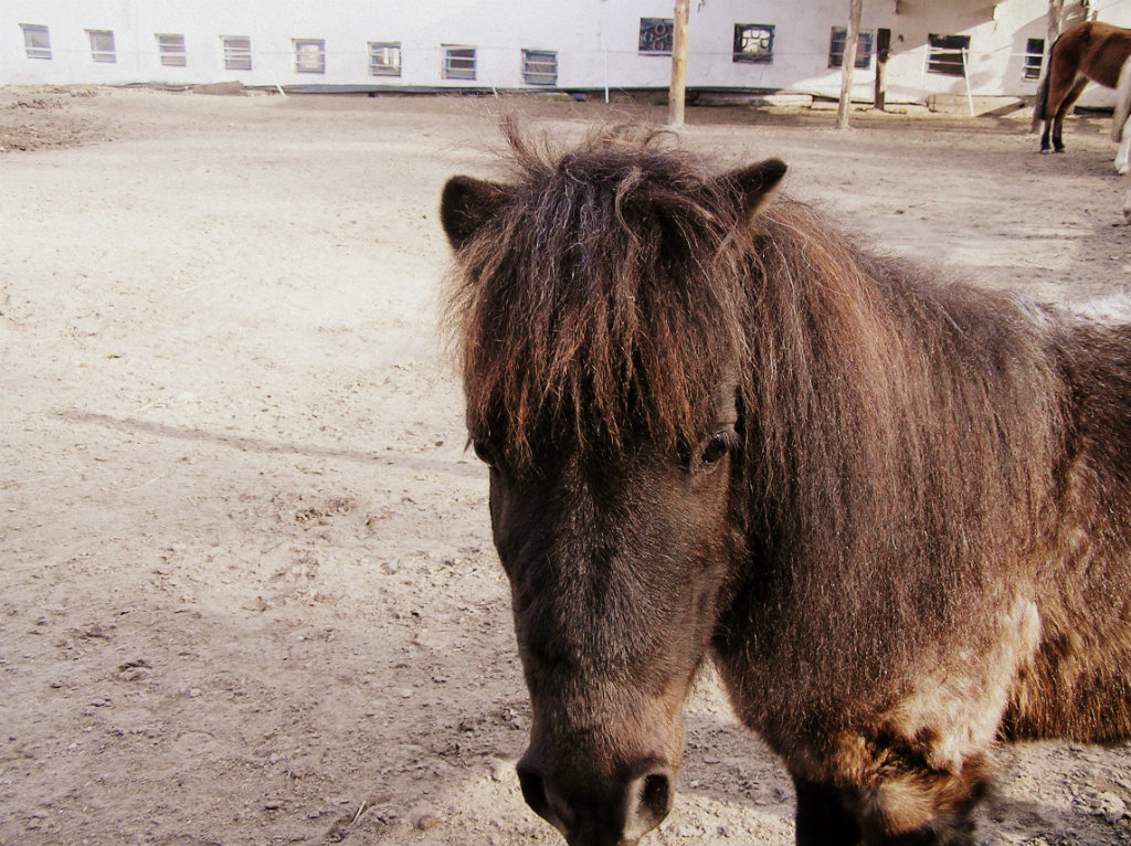 horse life