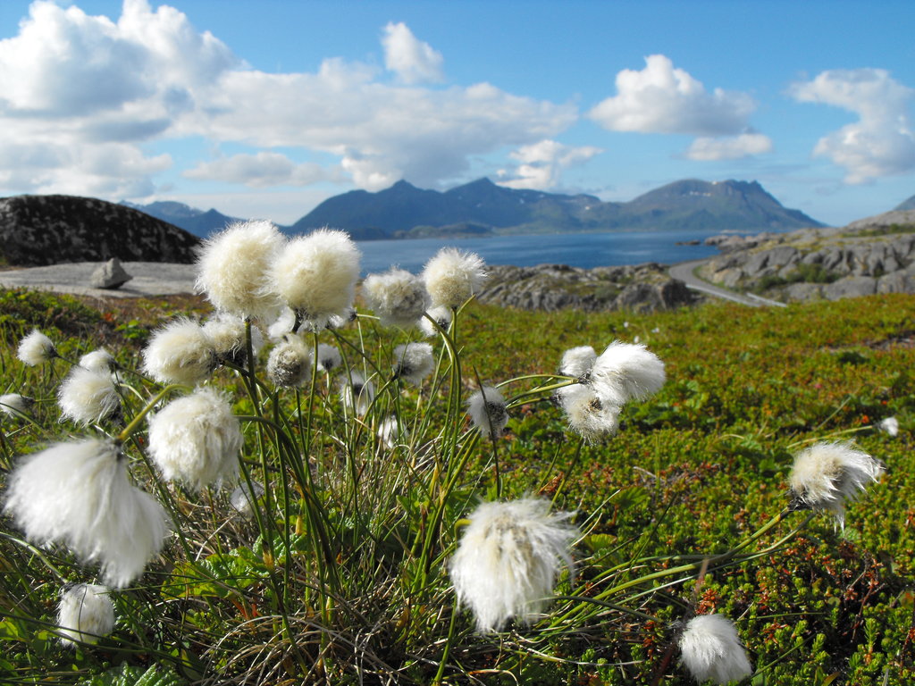 Norwegian Wood