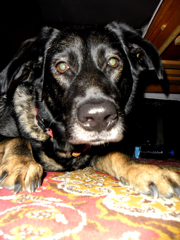 Stelina