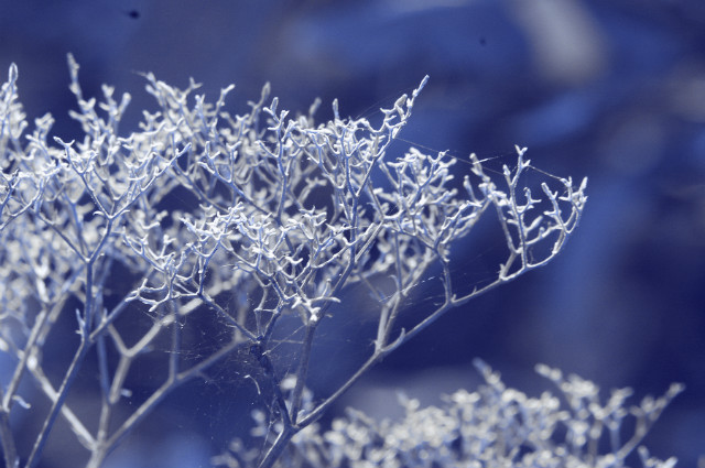ice
