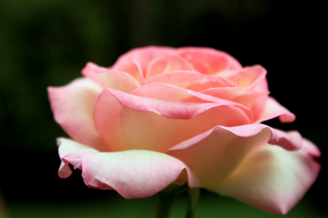 Kiss from a rose.