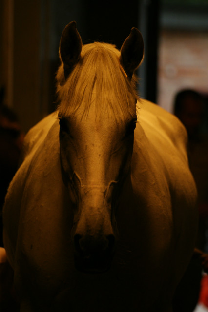 magic horse