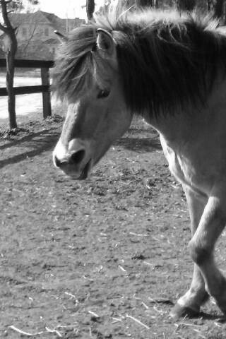 Domino :*