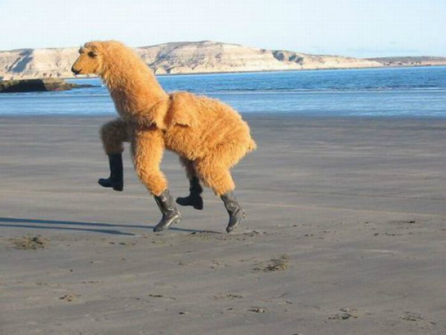 Lama w gumakach