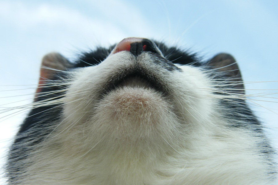 mrrrr.