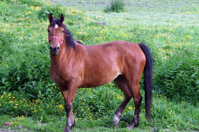 konik