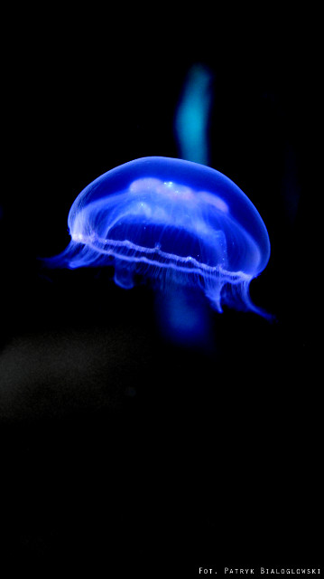 Fluorescencyjna meduza