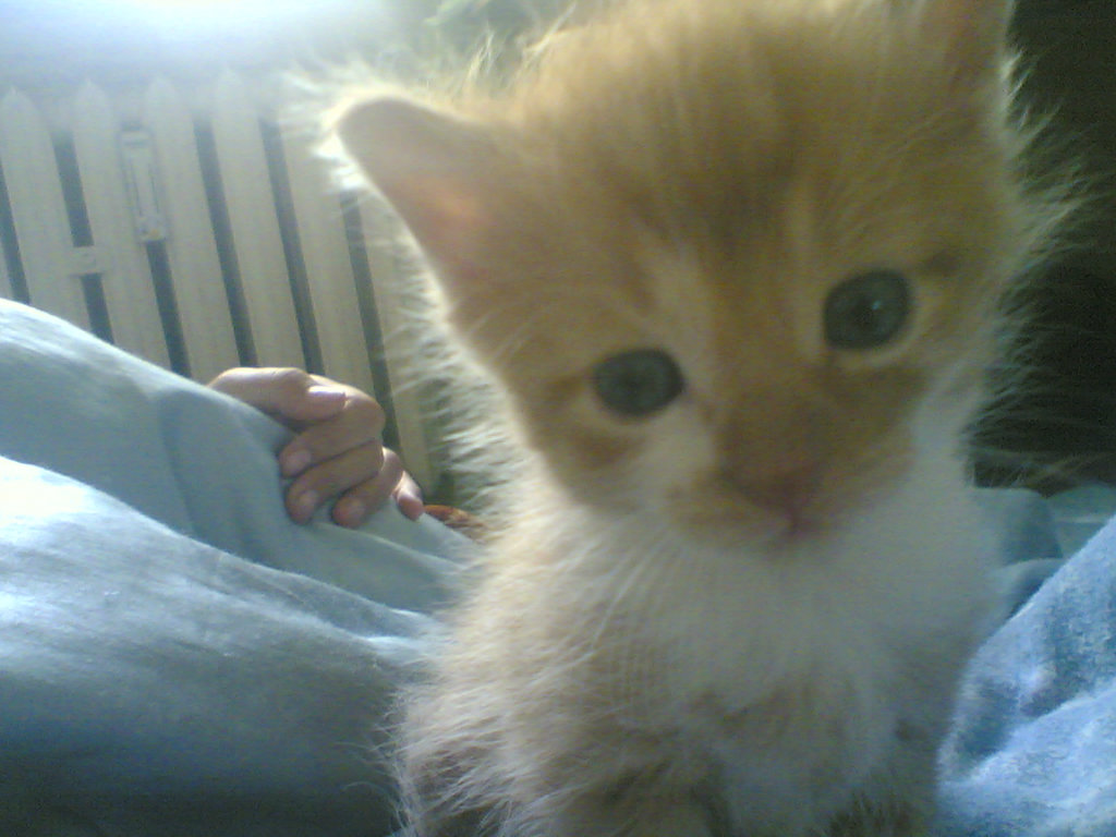 Sweetie Cat.:3