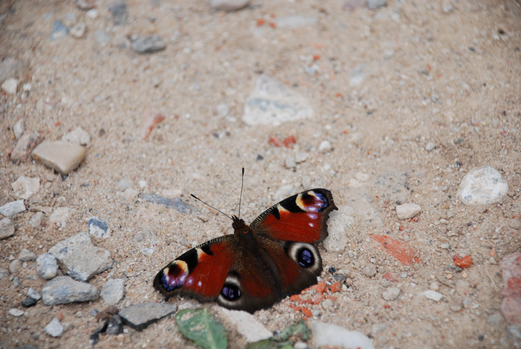 butterfly  