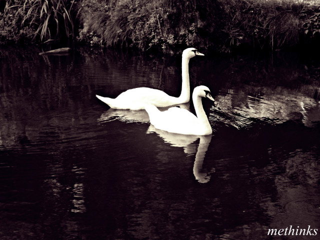 cygnes.