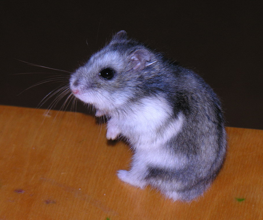 Chomik ;*